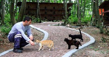 野良猫が安心して暮らせるように、森の中に『猫の町』を作った人達。猫達も町の暮らしに満足しているようで… (*´ェ`*) 猫の町