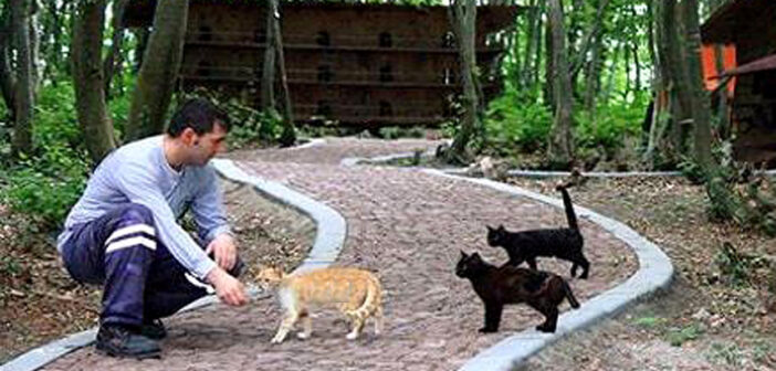 野良猫が安心して暮らせるように、森の中に『猫の町』を作った人達。猫達も町の暮らしに満足しているようで… (*´ｪ｀*)