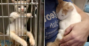 後ろ足が動かせない子猫