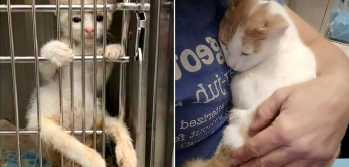 動かない後ろ足を引きずりながらケージをよじ登って、愛情を求めてきた子猫。迎えてくれた女性のおかげで人生が変わる