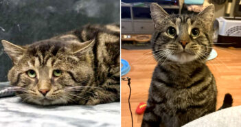 保護施設で悲しそうな表情で落ち込んでいた猫。生涯の家族の家に迎えられると、一瞬のうちに驚きの変化が!