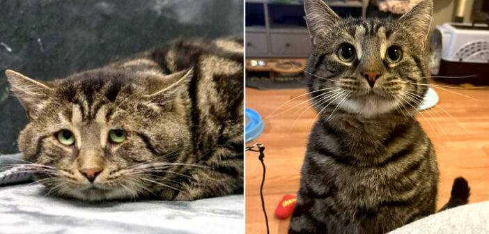 保護施設で悲しそうな表情で落ち込んでいた猫。生涯の家族の家に迎えられると、一瞬のうちに驚きの変化が！