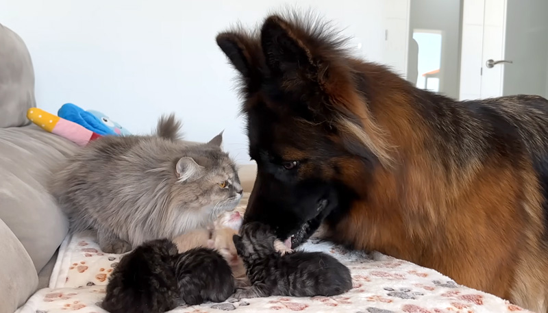 猫の親子に初めて会った先住犬