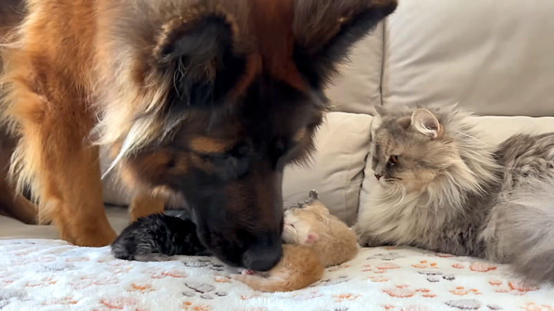 子猫を可愛がる先住犬