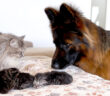 猫の親子に初めて会ったシェパード