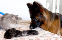 猫の親子に初めて会ったシェパード