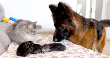 子連れの母猫に初めて会ったジャーマンシェパード。興奮が抑えきれなくて、とっても可愛い行動に出た ( *´艸`)♡ 猫の親子に初めて会ったシェパード