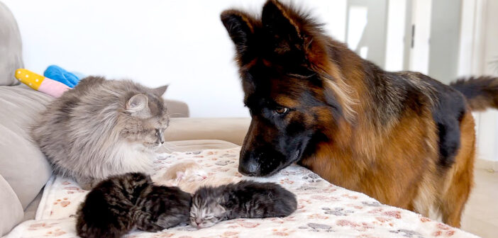 子連れの母猫に初めて会ったジャーマンシェパード。興奮が抑えきれなくて、とっても可愛い行動に出た ( *´艸｀)♡