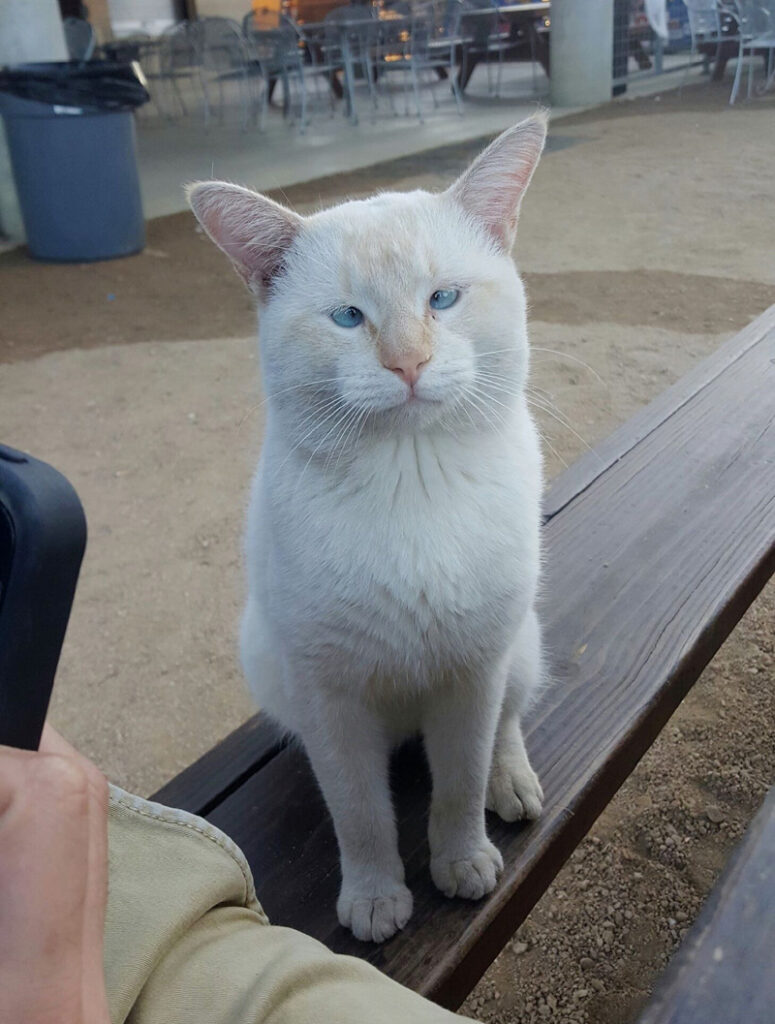 フードコートの猫