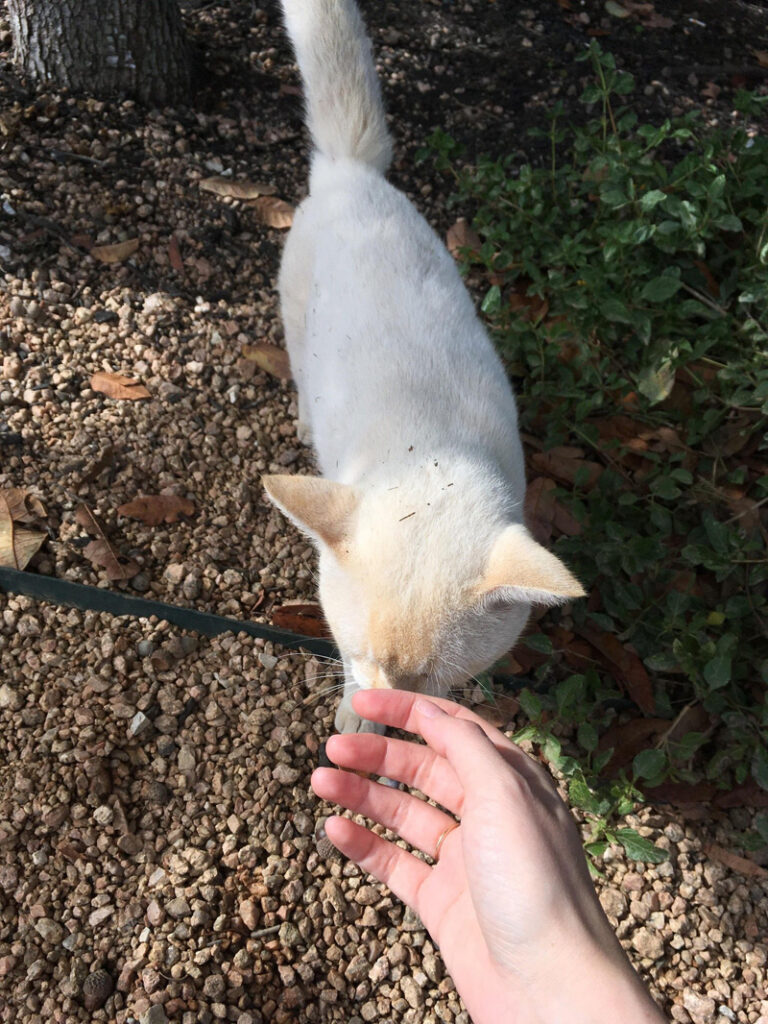 人懐っこい猫