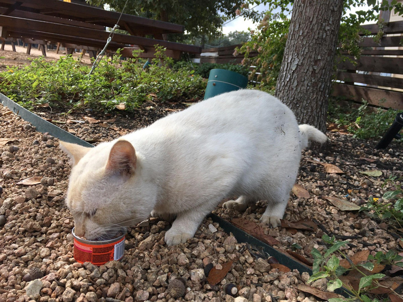 ご飯を食べる猫