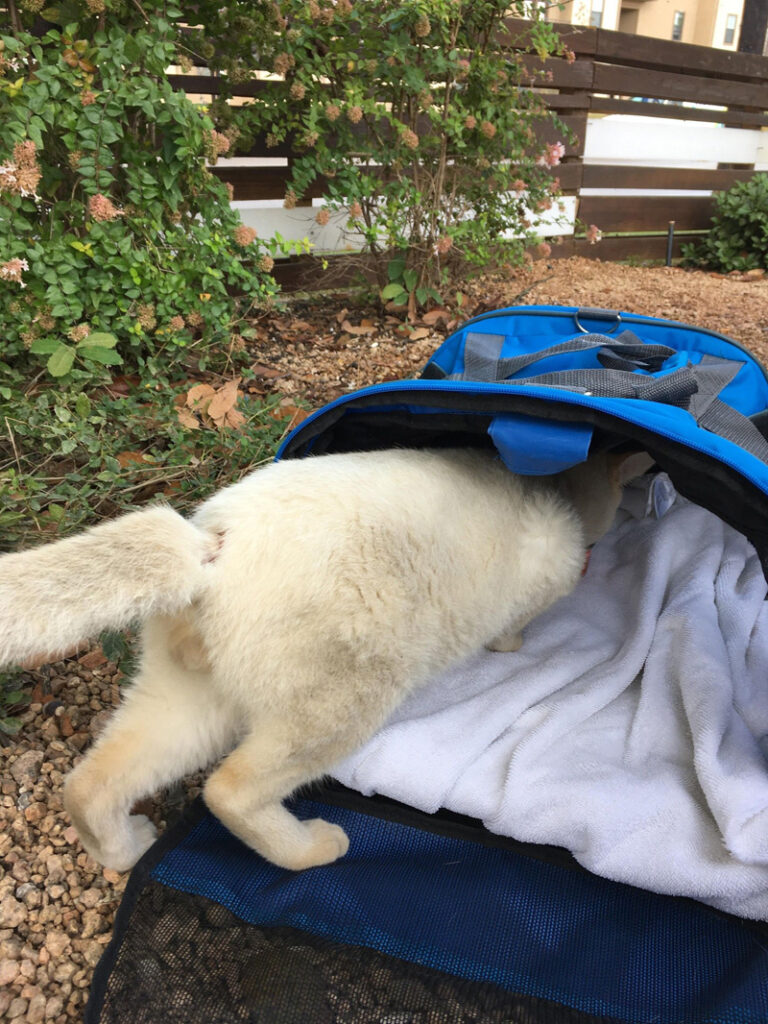 キャリーに入る猫