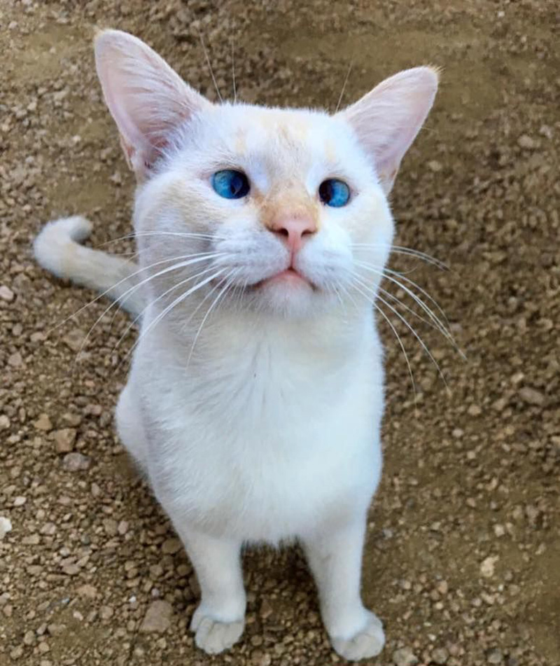 治療してもらった猫