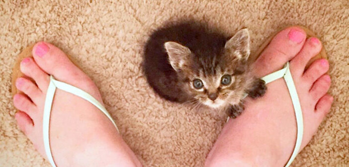 生後1日で独りぼっちになってしまった子猫。保護先で出会った猫のお母さんの優しさで運命が大きく変わる