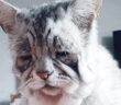 非常に稀な病気の猫