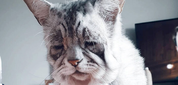 非常に稀な病気を抱えながら生きてきた猫。迎えてくれた家族の優しさに感謝しながら、幸せな日々を歩み始める