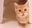 飼い主さんを心配する子猫