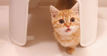 お風呂に入る飼い主さんを心配する子猫。「そこ危ないとこだよ〜！」と一生懸命に伝えてくる姿が可愛かった♡