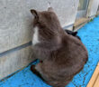 壁に向かってふてくされる猫