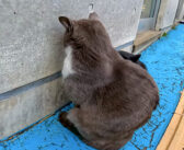 壁に向かってふてくされてる野良猫。そんな猫を励ますかのように寄り添い続ける黒猫がとっても優しい♡