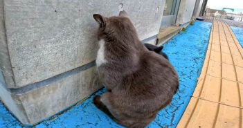 壁に向かってふてくされてる野良猫。そんな猫を励ますかのように寄り添い続ける黒猫がとっても優しい♡