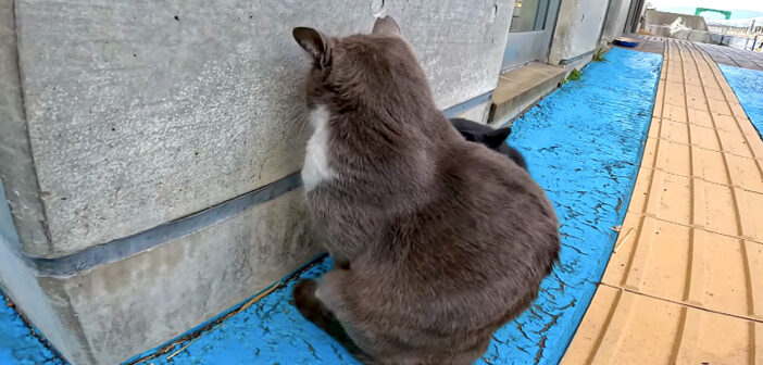 壁に向かってふてくされてる野良猫。そんな猫を励ますかのように寄り添い続ける黒猫がとっても優しい♡