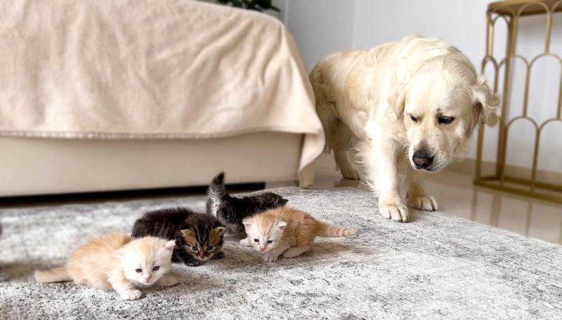 子猫達と初対面したゴールデンレトリバー