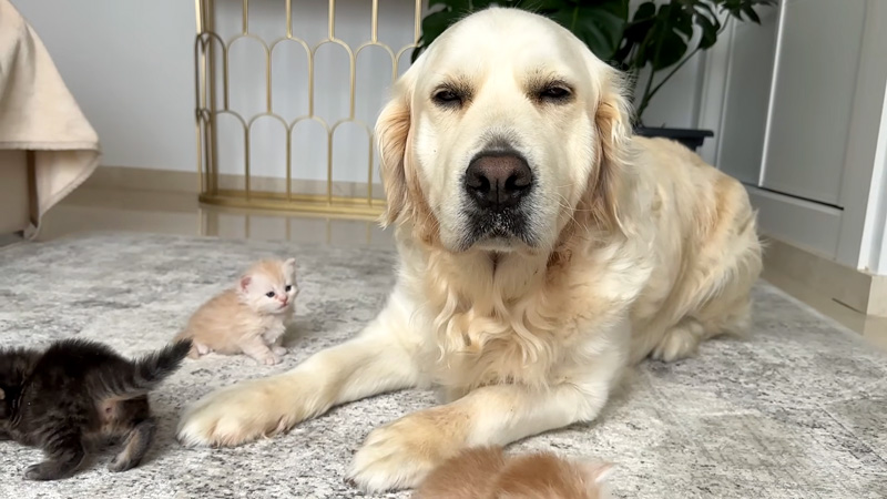 子猫達が気になるゴールデンレトリバー