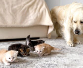 子猫達に初めて会ったゴールデンレトリバー。子猫達の匂いを嗅ぐたびに、不思議な表情になる様子が妙に面白かった♪