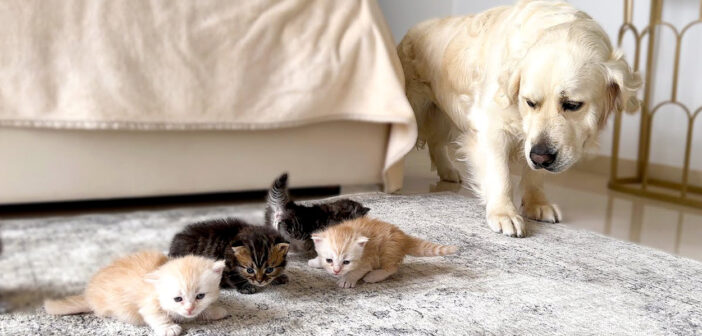 子猫達に初めて会ったゴールデンレトリバー。子猫達の匂いを嗅ぐたびに、不思議な表情になる様子が妙に面白かった♪