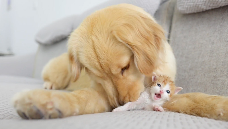 ゴールデンレトリバーにグイグイ来られた子猫