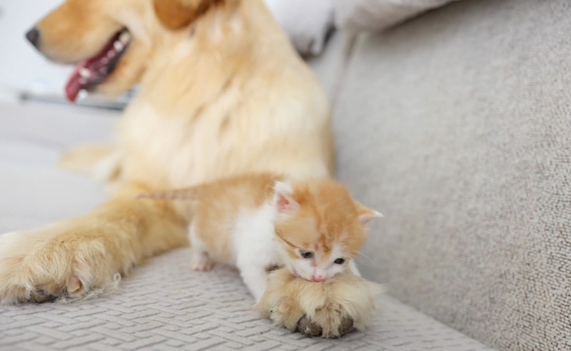 ゴールデンレトリバーにグイグイ行く子猫
