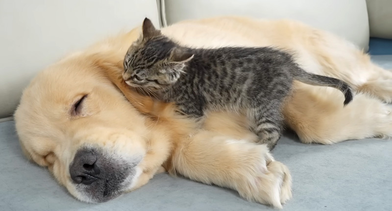 ゴールデンレトリバーを起こそうとする子猫