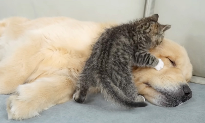 ゴールデンレトリバーを起こそうとする子猫