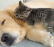 ゴールデンレトリバーに起きて欲しい子猫