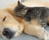 寝ているゴールデンレトリバーを何とかして起こそうと頑張る子猫。その可愛すぎる起こし方に思わず胸がキュンとする♡