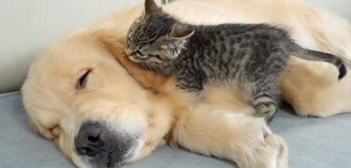 寝ているゴールデンレトリバーを何とかして起こそうと頑張る子猫。その可愛すぎる起こし方に思わず胸がキュンとする♡