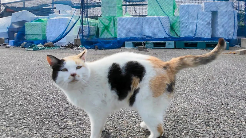 ハートマークの三毛猫