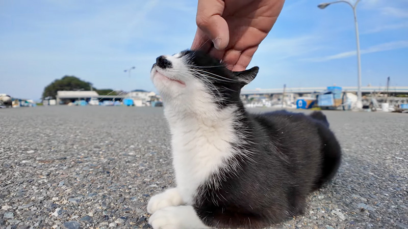 ナデナデされるハチワレ猫