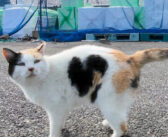 漁港に行くと必ず出てくるハートマークの三毛猫さんとハチワレ猫さん。その甘えん坊な姿に思わず心がポカポカに (*´ｪ｀*)
