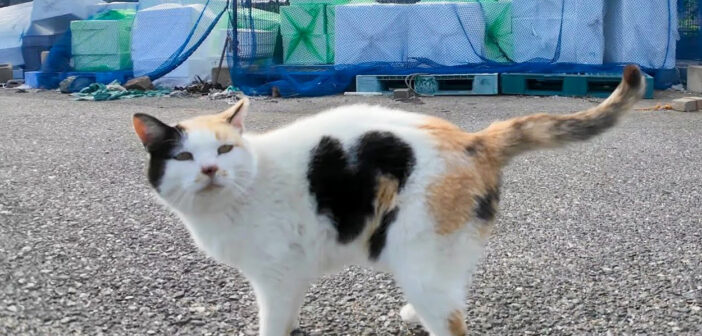 ハートマークの三毛猫