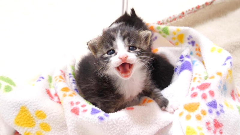 大声で鳴く子猫