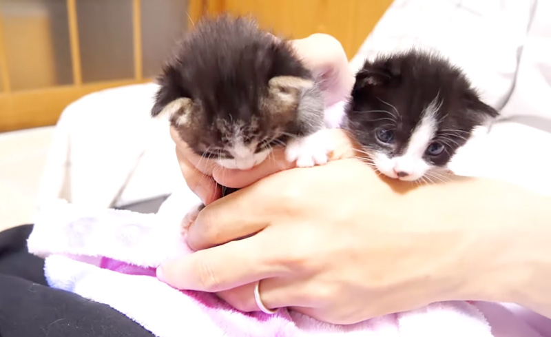抱っこされて甘える子猫達