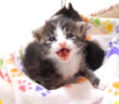 大声で鳴く子猫