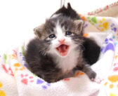お母さんとはぐれてしまった保護子猫達。「寂しいよ」と大声で鳴く子猫達を抱っこすると、少し安心したようで… (*´ｪ｀*)
