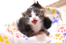 大声で鳴く子猫