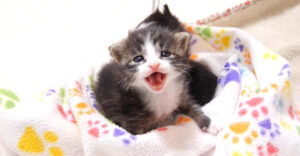 ⑤猫の日♡限定m(=✧ω✧=)m✧ ✧ ✧ 白猫♡白猫　猫ひな人形 ②猫の日♡限定m(=✧ω✧=)m✧ ✧ ✧ 白猫♡白猫 猫ひな人形