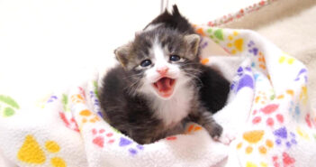 大声で鳴く子猫