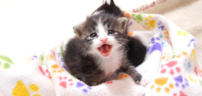 お母さんとはぐれてしまった保護子猫達。「寂しいよ」と大声で鳴く子猫達を抱っこすると、少し安心したようで… (*´ｪ｀*)