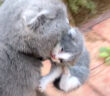子猫を運ぶ母猫